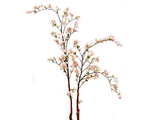 Flor de Cerejeira
